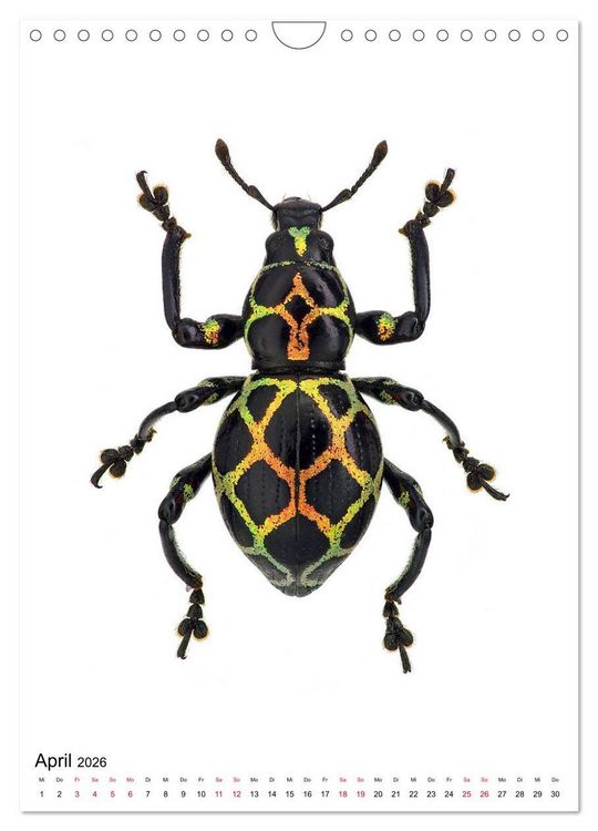 Produktbild: Die sch&ouml;nsten Insekten (Wandkalender 2026 DIN A4 hoch), CALVENDO Monatskalender