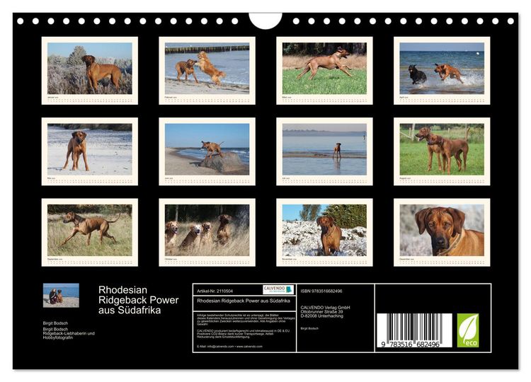 Produktbild: Rhodesian Ridgeback Power aus S&uuml;dafrika (Wandkalender 2026 DIN A4 quer), CALVENDO Monatskalender