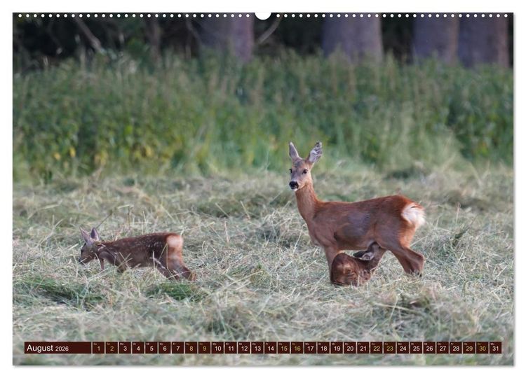 Produktbild: Zauberhafte Wesen - anmutiges Rehwild (hochwertiger Premium Wandkalender 2026 DIN A2 quer), Kunstdruck in Hochglanz