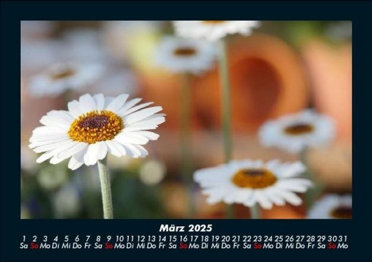 Produktbild: Blumenkalender 2025 Fotokalender DIN A5
