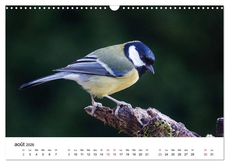 Produktbild: Oiseaux de nos villages en G&acirc;tinais (Calendrier mural 2026 DIN A3 vertical), CALVENDO calendrier mensuel