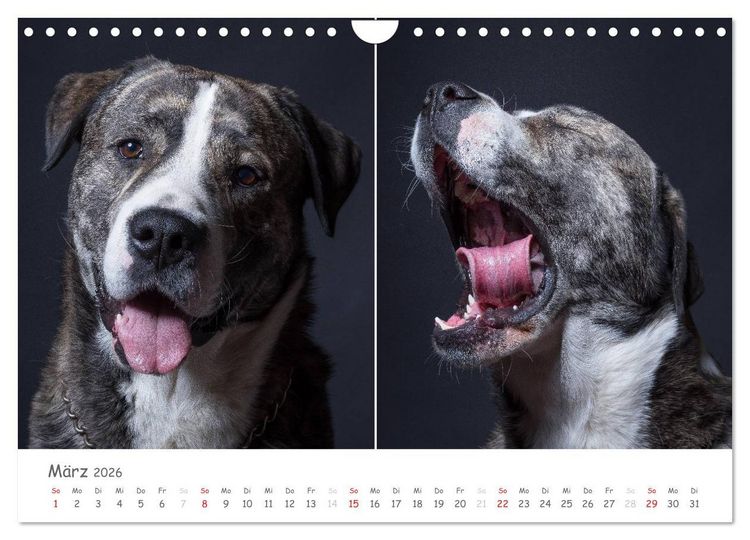 Produktbild: charakterstarke Hunde, wundersch&ouml;ne Hundeportraits (Wandkalender 2026 DIN A4 quer), CALVENDO Monatskalender