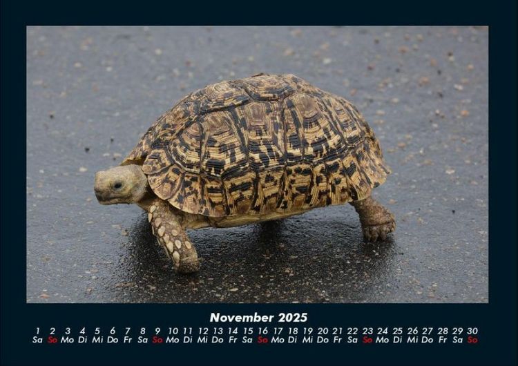 Produktbild: Schildkr&ouml;tenzauber 2025 Fotokalender DIN A4