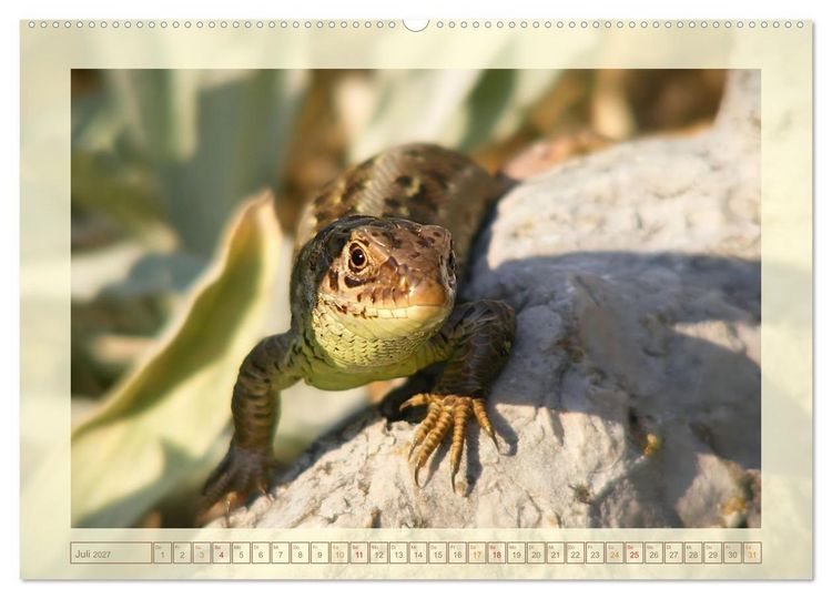 Produktbild: Minisaurier im Garten (hochwertiger Premium Wandkalender 2027 DIN A2 quer), Kunstdruck in Hochglanz