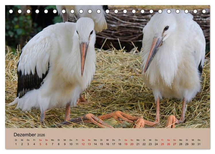 Produktbild: Der Storchenkalender (Tischkalender 2026 DIN A5 quer), CALVENDO Monatskalender
