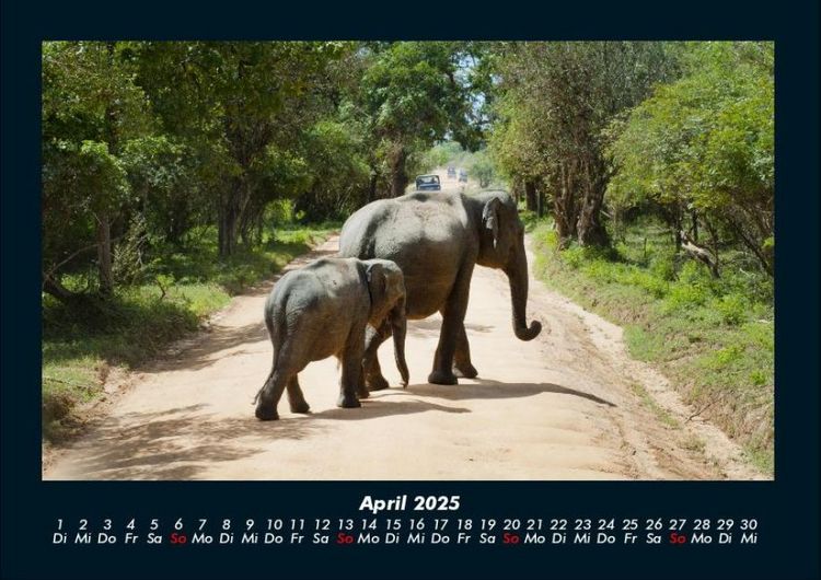 Produktbild: Der Elefantenkalender 2025 Fotokalender DIN A4