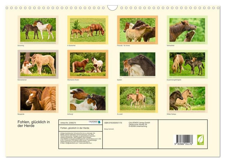 Produktbild: Fohlen, gl&uuml;cklich in der Herde (Wandkalender 2027 DIN A3 quer), CALVENDO Monatskalender