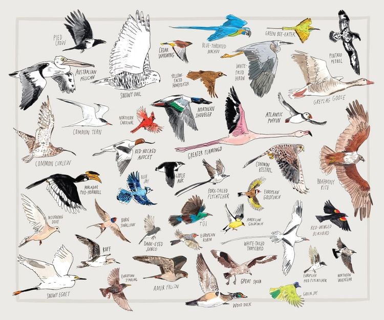 Produktbild: Bird Anatomy Posters