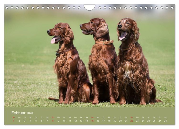 Produktbild: Setter - Geliebter Freund und Jagdkamerad (Wandkalender 2026 DIN A4 quer), CALVENDO Monatskalender