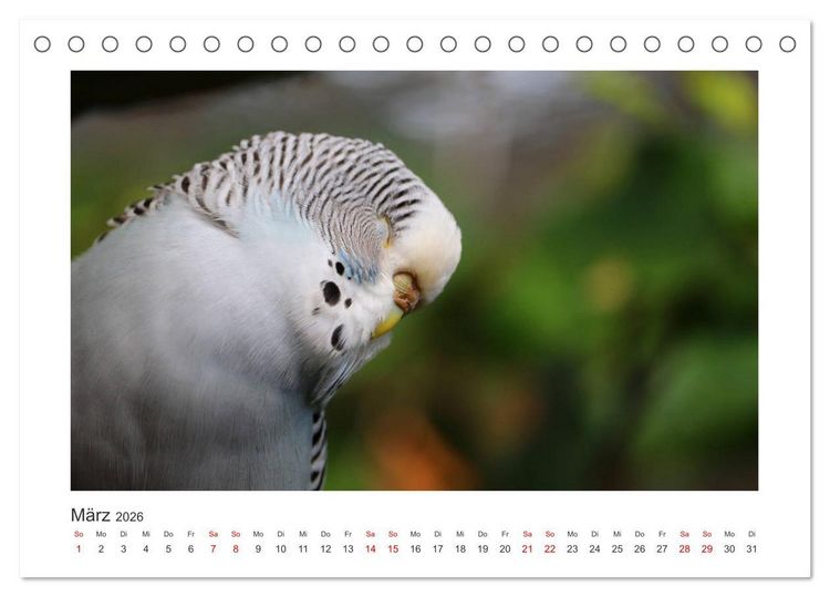 Produktbild: Wellensittichkalender! - Das Original (Tischkalender 2026 DIN A5 quer), CALVENDO Monatskalender