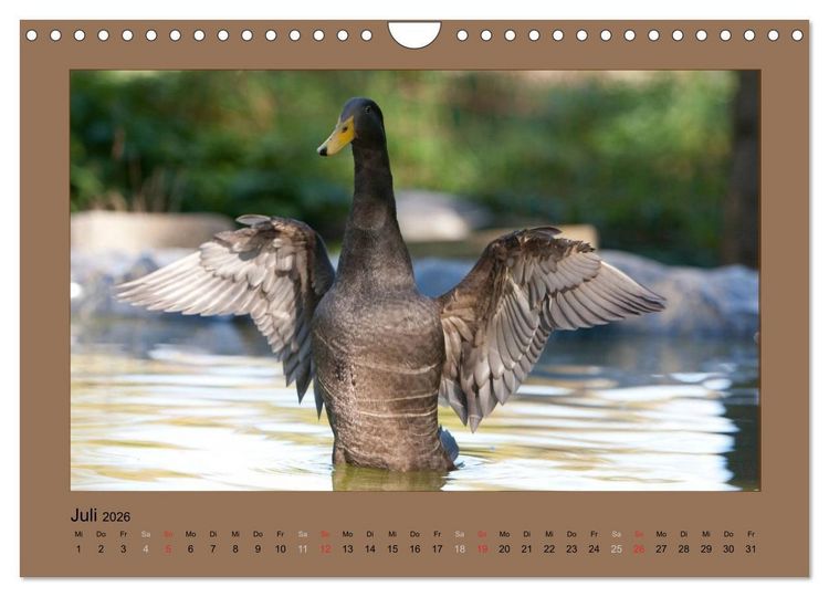 Produktbild: Laufenten immer was zu Schnattern (Wandkalender 2026 DIN A4 quer), CALVENDO Monatskalender