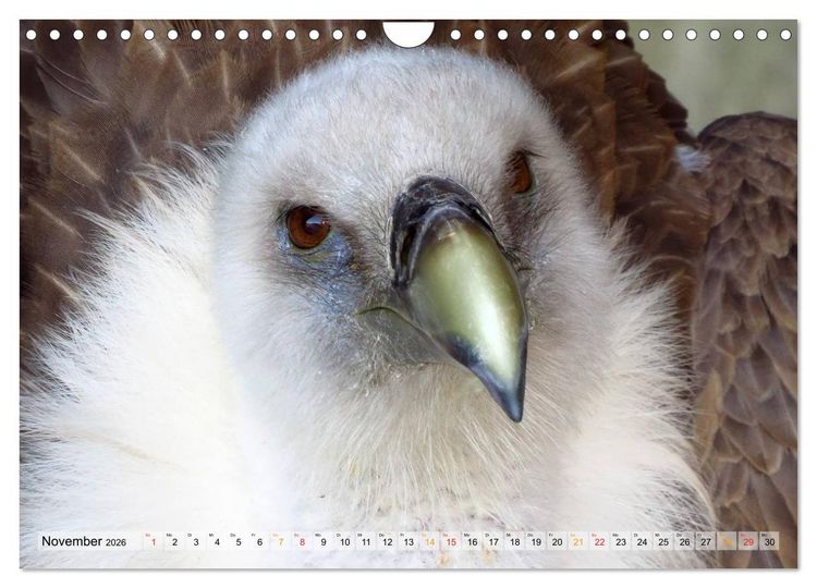 Produktbild: Majest&auml;tische Greifv&ouml;gel (Wandkalender 2026 DIN A4 quer), CALVENDO Monatskalender