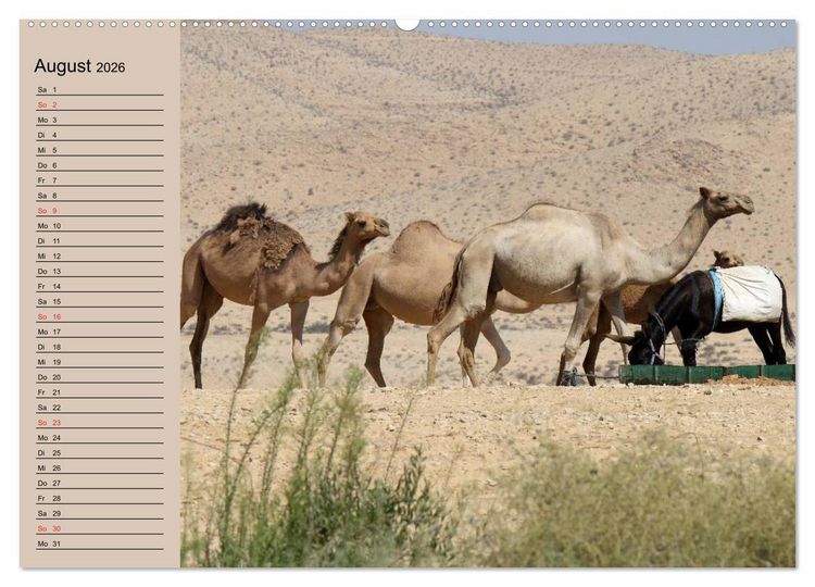 Produktbild: Kamele in der W&uuml;stensonne (hochwertiger Premium Wandkalender 2026 DIN A2 quer), Kunstdruck in Hochglanz