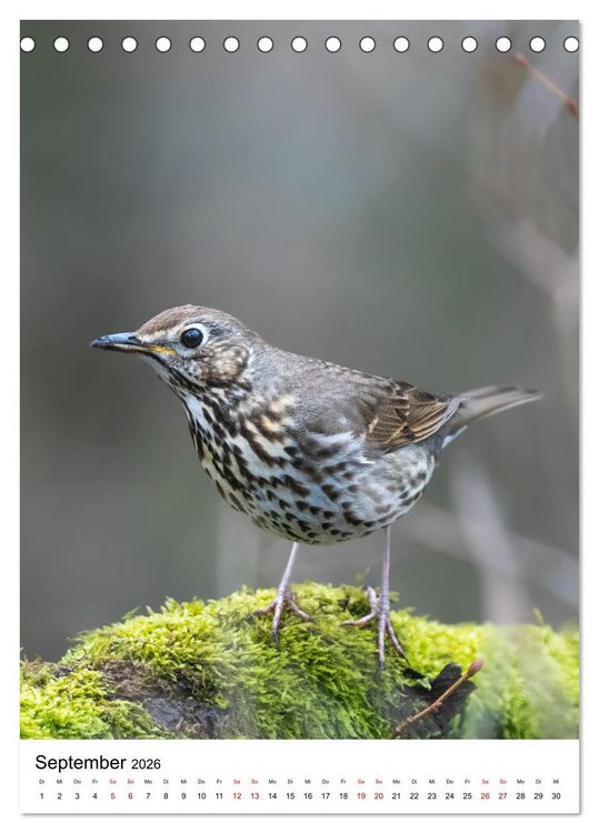 Produktbild: Heimische V&ouml;gel in Ihren G&auml;rten (Tischkalender 2026 DIN A5 hoch), CALVENDO Monatskalender