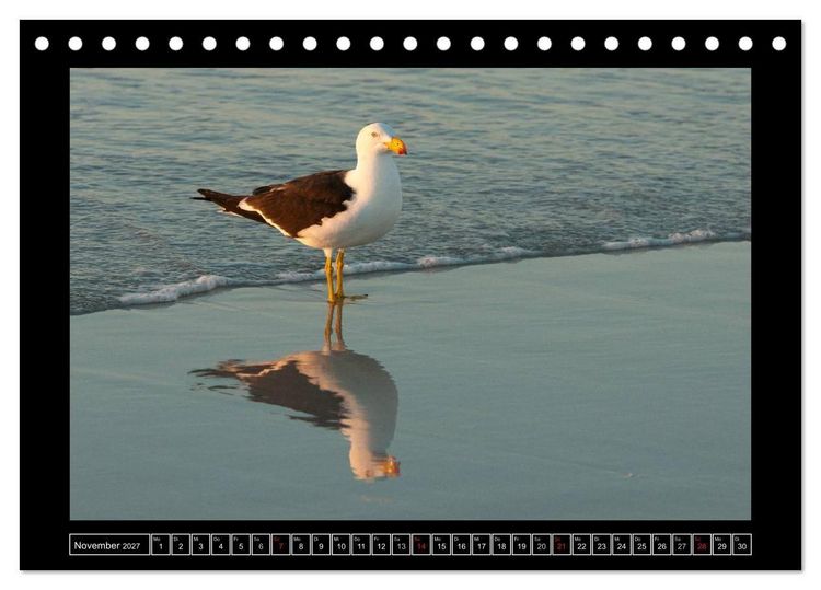 Produktbild: V&ouml;gel von "Down Under" Australien (Tischkalender 2027 DIN A5 quer), CALVENDO Monatskalender