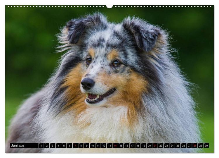 Produktbild: Traumhund Sheltie (hochwertiger Premium Wandkalender 2026 DIN A2 quer), Kunstdruck in Hochglanz