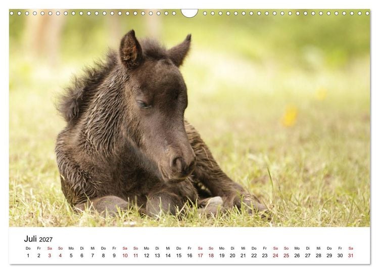 Produktbild: PFERDE - Zwischen Himmel, Erde und Hufschlag (Wandkalender 2027 DIN A3 quer), CALVENDO Monatskalender