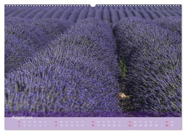Produktbild: Die Farbe des Lavendels (hochwertiger Premium Wandkalender 2026 DIN A2 quer), Kunstdruck in Hochglanz