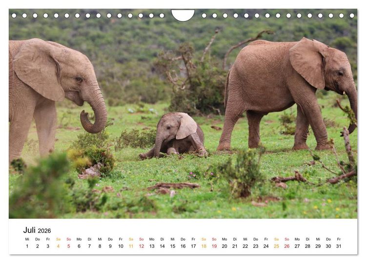 Produktbild: ADDO ELEPHANT NATIONAL PARK Elefanten Babies (Wandkalender 2026 DIN A4 quer), CALVENDO Monatskalender