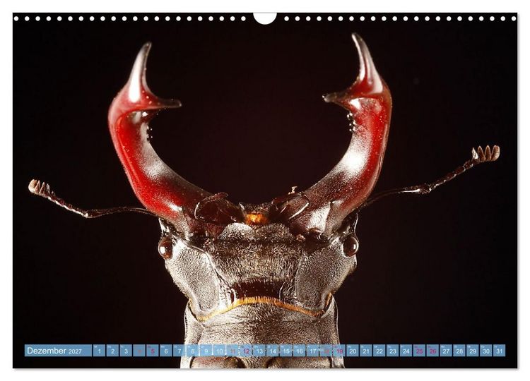 Produktbild: INSEKTENGESICHTER (Wandkalender 2027 DIN A3 quer), CALVENDO Monatskalender