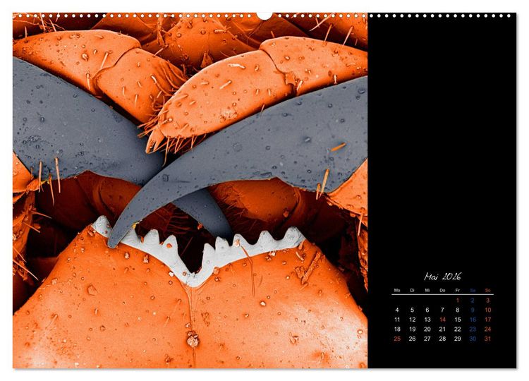 Produktbild: strucTEMs Mikrowelt - Winzige Nachbarn ganz gro&szlig; (hochwertiger Premium Wandkalender 2026 DIN A2 quer), Kunstdruck in Hochglanz