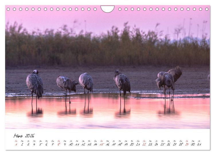 Produktbild: Kraniche am Schlafplatz - im Naturparadies der Mecklenburgischen Seenplatte (Wandkalender 2026 DIN A4 quer), CALVENDO Monatskalender