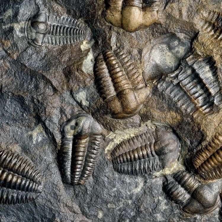 Produktbild: Leben auf unserem Planeten