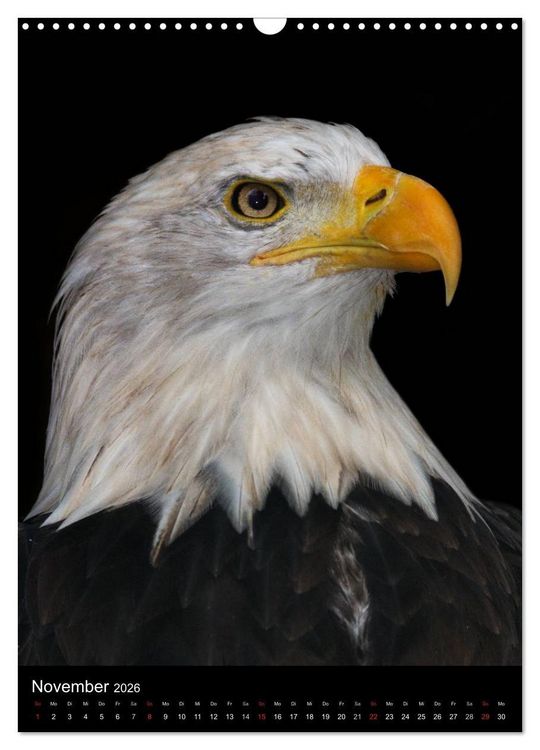 Produktbild: Greifv&ouml;gel im Portrait (Wandkalender 2026 DIN A3 hoch), CALVENDO Monatskalender