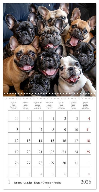 Produktbild: French Bulldogs (Wall Calendar 2026 12 &times; 12 Inch) CALVENDO 12 Month Wall Calendar