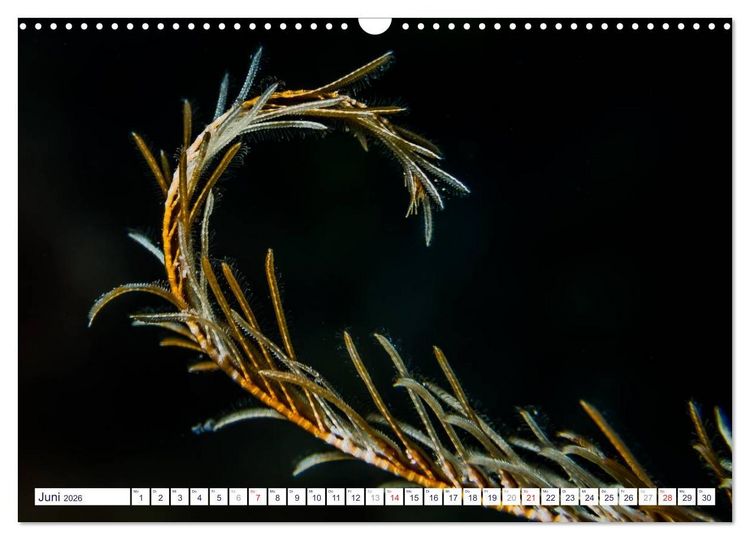 Produktbild: unterwasser makro 2026 (Wandkalender 2026 DIN A3 quer), CALVENDO Monatskalender