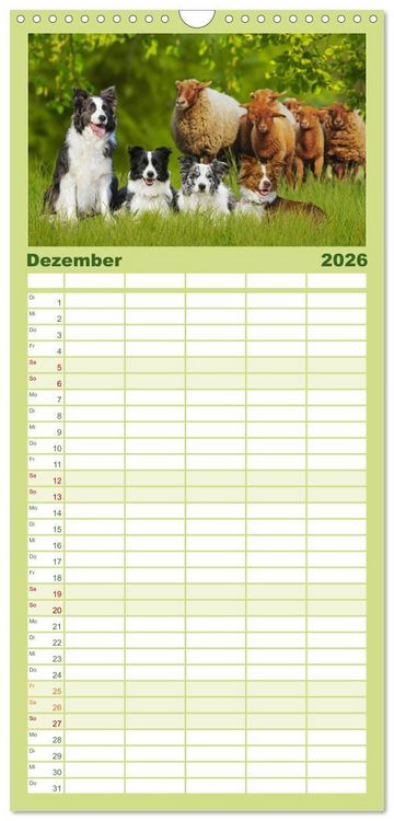 Produktbild: Familienplaner 2026 - Border Collie - Das Universalgenie unter den Hunden mit 5 Spalten (Wandkalender, 21 x 45 cm) CALVENDO
