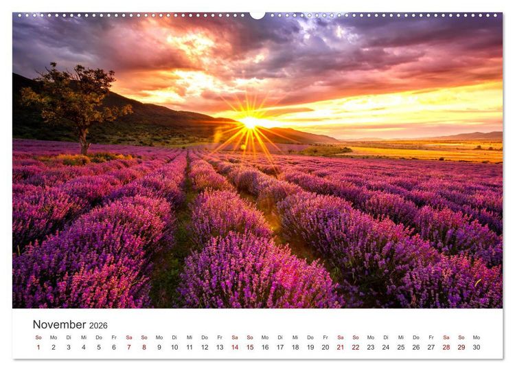Produktbild: Lavendel - Die violette Wunderblume (hochwertiger Premium Wandkalender 2026 DIN A2 quer), Kunstdruck in Hochglanz