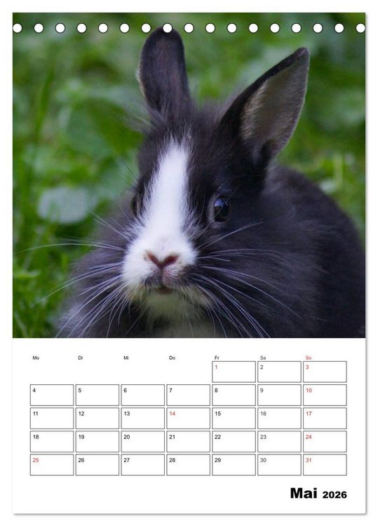 Produktbild: Kaninchen Terminplaner (Tischkalender 2026 DIN A5 hoch), CALVENDO Monatskalender