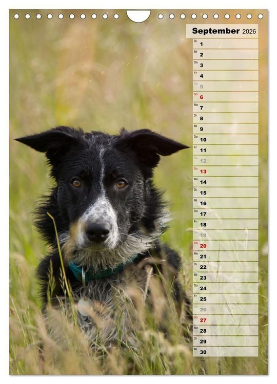 Produktbild: Mein Border Collie (Wandkalender 2026 DIN A4 hoch), CALVENDO Monatskalender