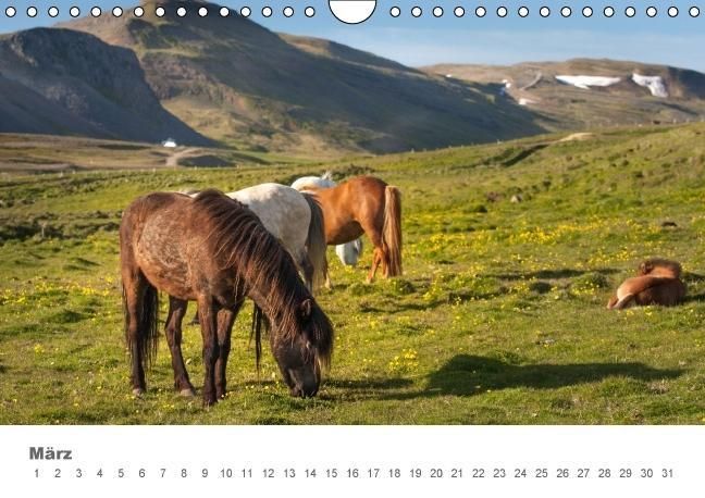 Produktbild: Islandpferde: Gef&auml;hrten der Wikinger (Wandkalender immerw&auml;hrend DIN A4 quer)