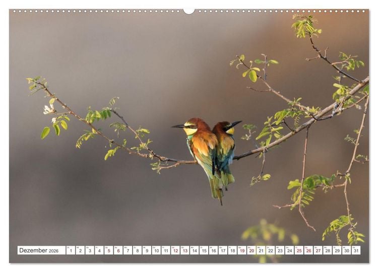 Produktbild: Bunte Flieger (hochwertiger Premium Wandkalender 2026 DIN A2 quer), Kunstdruck in Hochglanz