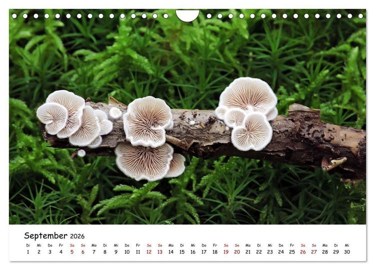 Produktbild: Pilzgalerie - Die bunte Welt der Baumpilze (Wandkalender 2026 DIN A4 quer), CALVENDO Monatskalender
