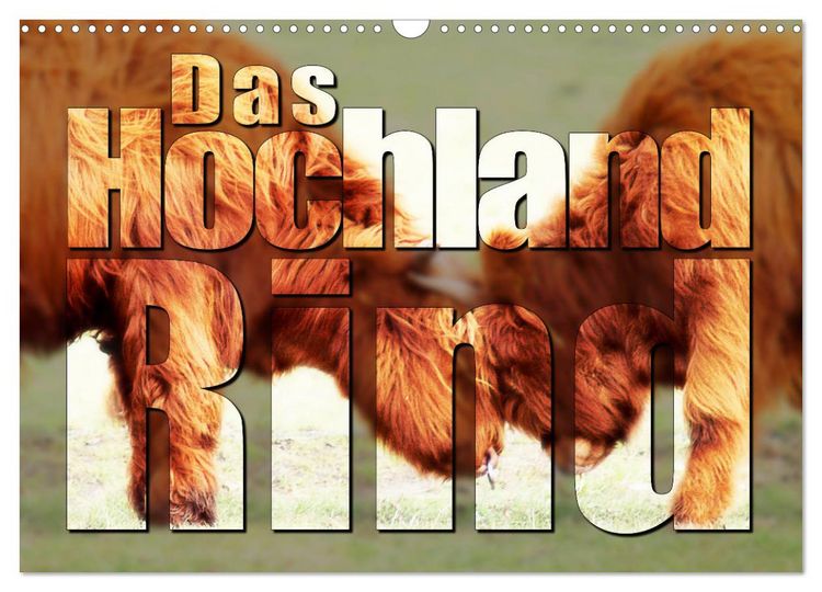 Produktbild: Das Hochlandrind (Wandkalender 2026 DIN A3 quer), CALVENDO Monatskalender