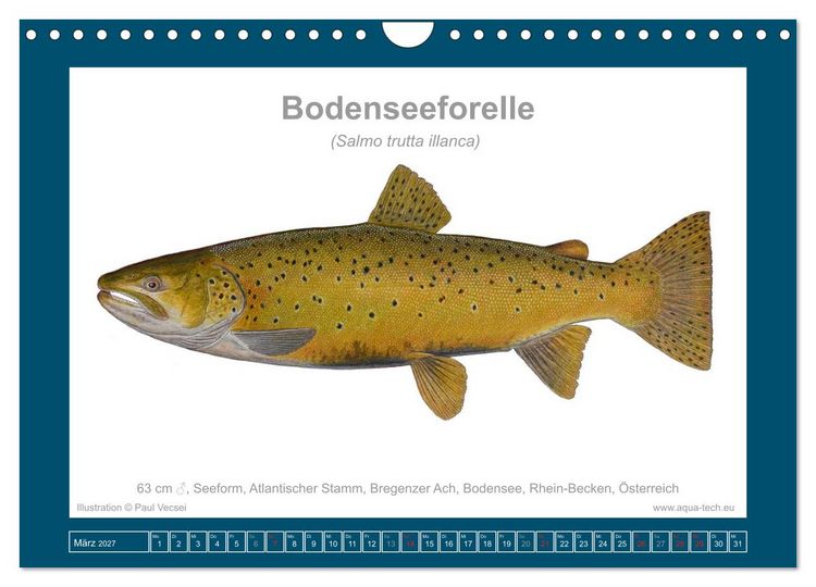 Produktbild: Fisch als Kunst 2027: Seeforellen (Wandkalender 2027 DIN A4 quer), CALVENDO Monatskalender