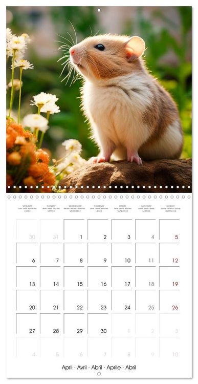 Produktbild: Sweet HAMSTERS (Wall Calendar 2026 12 &times; 12 Inch) CALVENDO 12 Month Wall Calendar