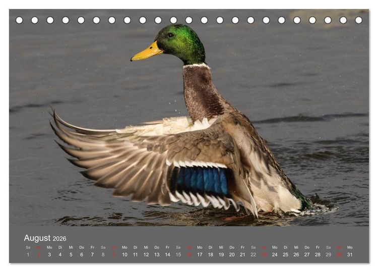 Produktbild: Der Federsee - Vogelparadies in Oberschwaben (Tischkalender 2026 DIN A5 quer), CALVENDO Monatskalender