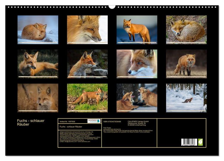 Produktbild: Fuchs - schlauer R&auml;uber (Wandkalender 2026 DIN A2 quer), CALVENDO Monatskalender