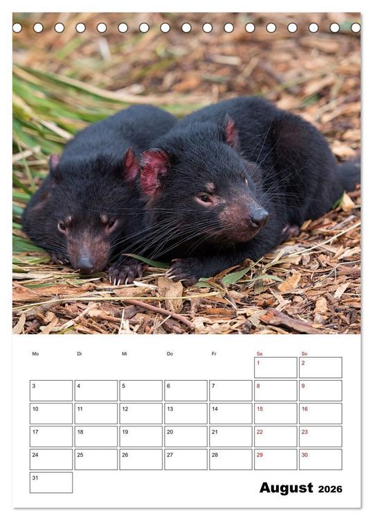 Produktbild: Australiens faszinierende Tierwelt (Tischkalender 2026 DIN A5 hoch), CALVENDO Monatskalender