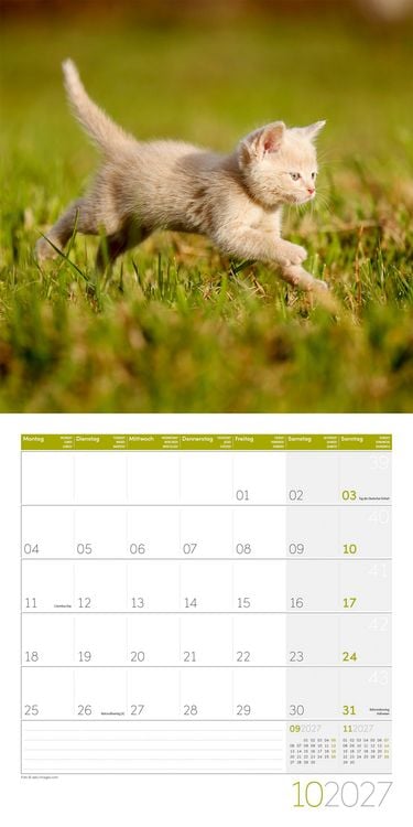 Produktbild: Katzen Kalender 2027 - 30x30 - Art12