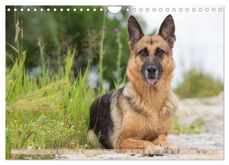 Produktbild: Sch&auml;ferhunde - Freunde auf 4 Pfoten (Wandkalender 2026 DIN A4 quer), CALVENDO Monatskalender