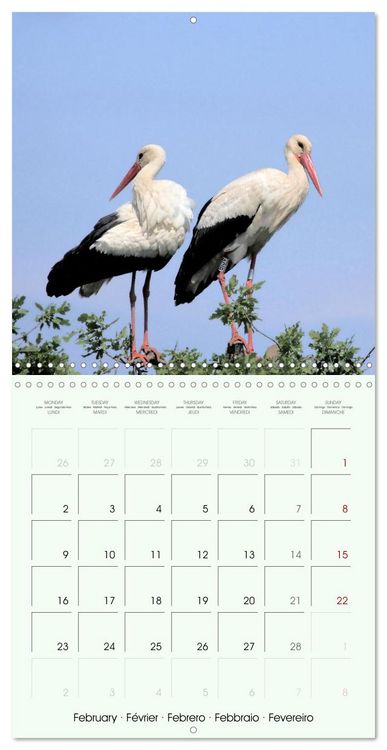 Produktbild: La parade des plumes (Calendrier mural carr&eacute; 2026 30x30 cm) Calendrier double avec une page pour vos prises de notes