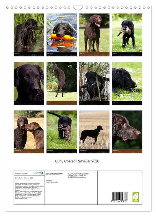 Produktbild: Curly Coated Retriever 2026 (Wandkalender 2026 DIN A3 hoch), CALVENDO Monatskalender