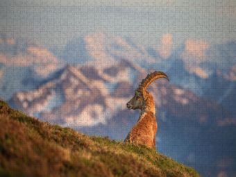 Produktbild: CALVENDO Puzzle Alpensteinbock | 1000 Teile Lege-Gr&ouml;&szlig;e 64x48cm Foto-Puzzle f&uuml;r gl&uuml;ckliche Stunden