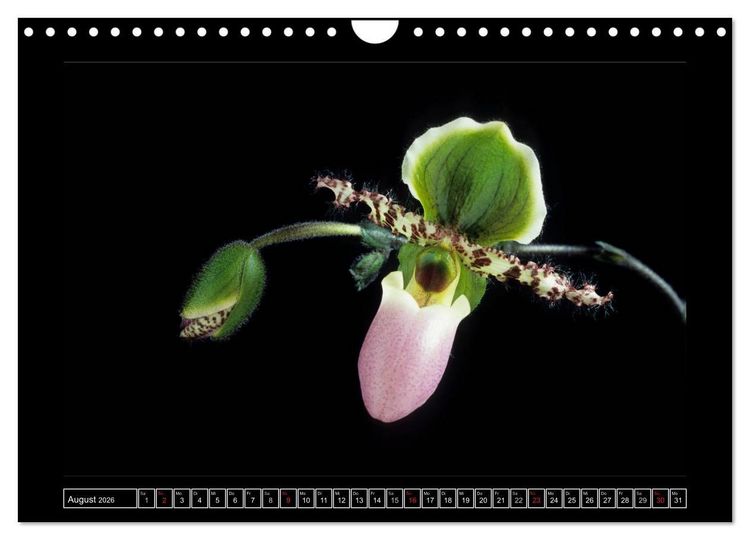 Produktbild: Orchideen 2026 (Wandkalender 2026 DIN A4 quer), CALVENDO Monatskalender