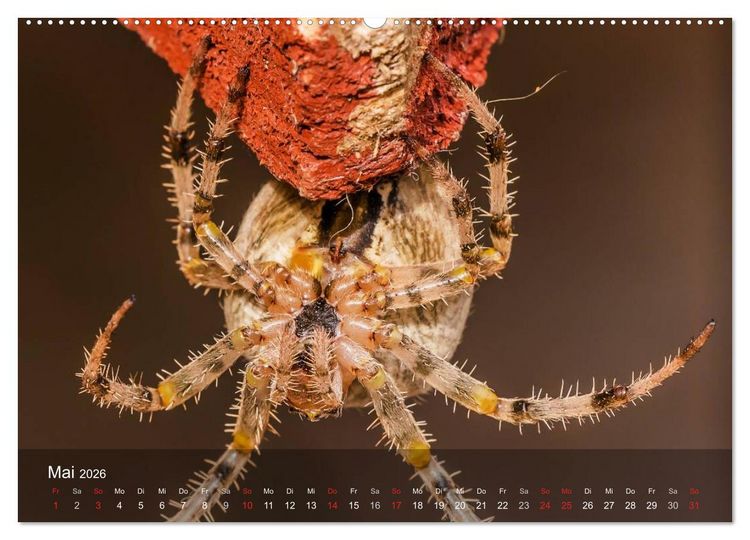 Produktbild: Faszination Spinnen (Wandkalender 2026 DIN A2 quer), CALVENDO Monatskalender